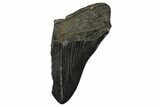 Partial Fossil Megalodon Tooth - South Carolina #374265-1